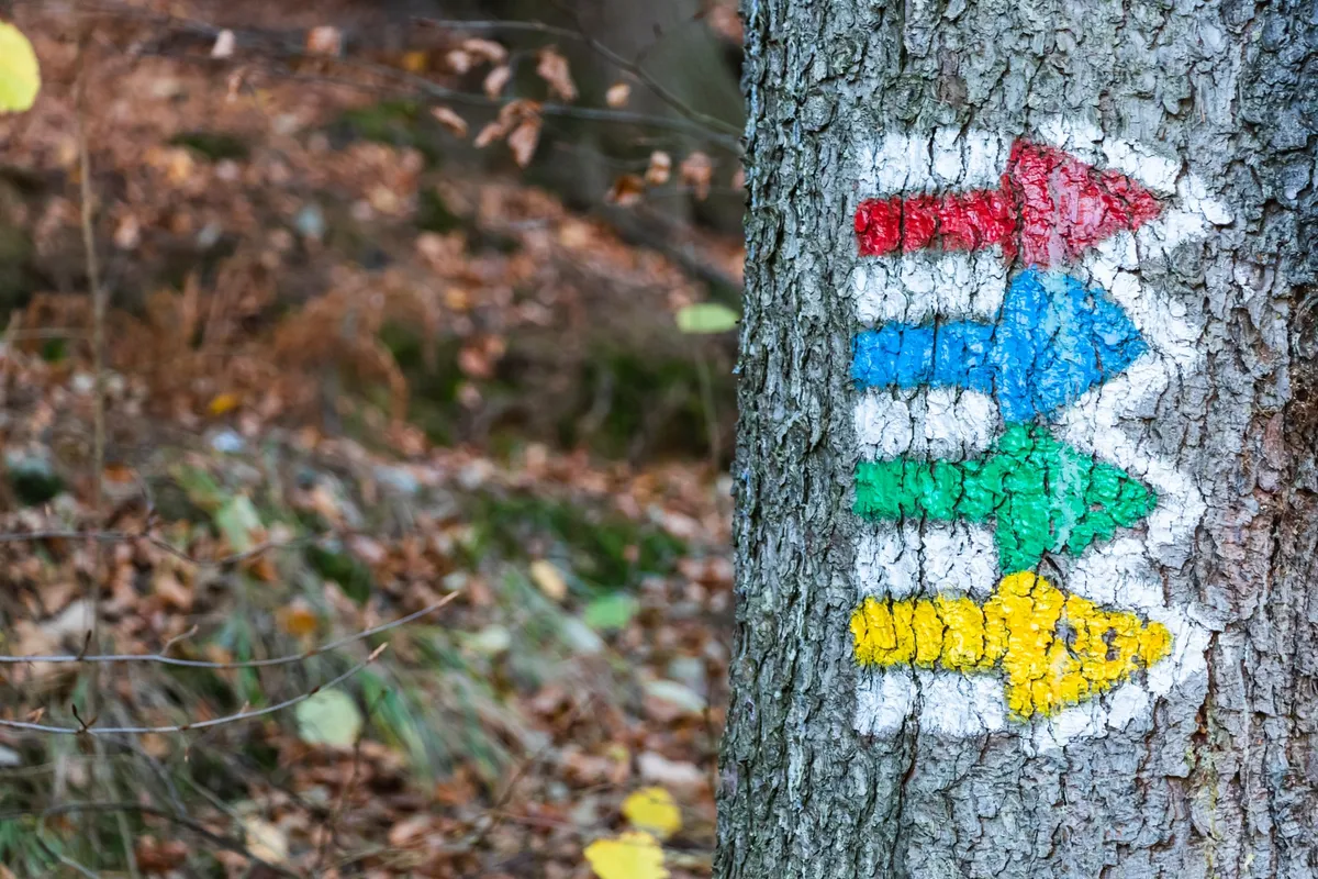 A tree with a bunch of colored arrows being used as reference markers.