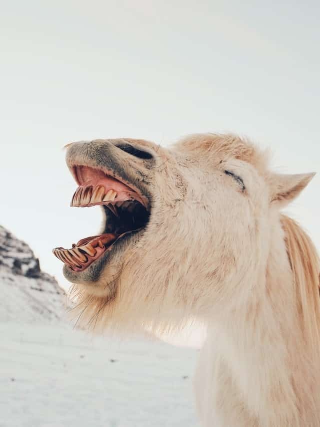 A horse that is laughing